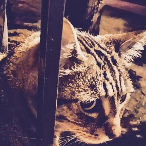 Nighttime on the Patio. #cats #lovemycat #cutecats #bengalcats #bengal_cats #bengal_feature #bengalc