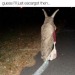 memewhore: