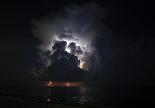 tulipnight:  Opened Up by lightonthewater on Flickr.