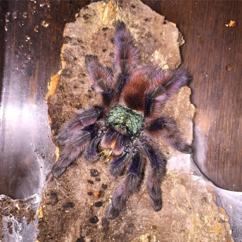 Crayon was the first tarantula I “chose”. I had an old male rose hair years back who was