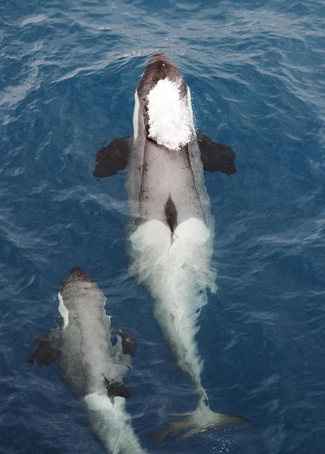 fightingforwhales:  091201_south_georgia_orca_5293 adult photos