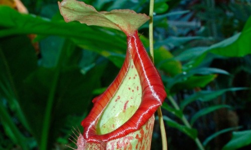 How to grow pitcher plants at homeYou don’t need a rainforest, or even a terrarium, to grow fascinat