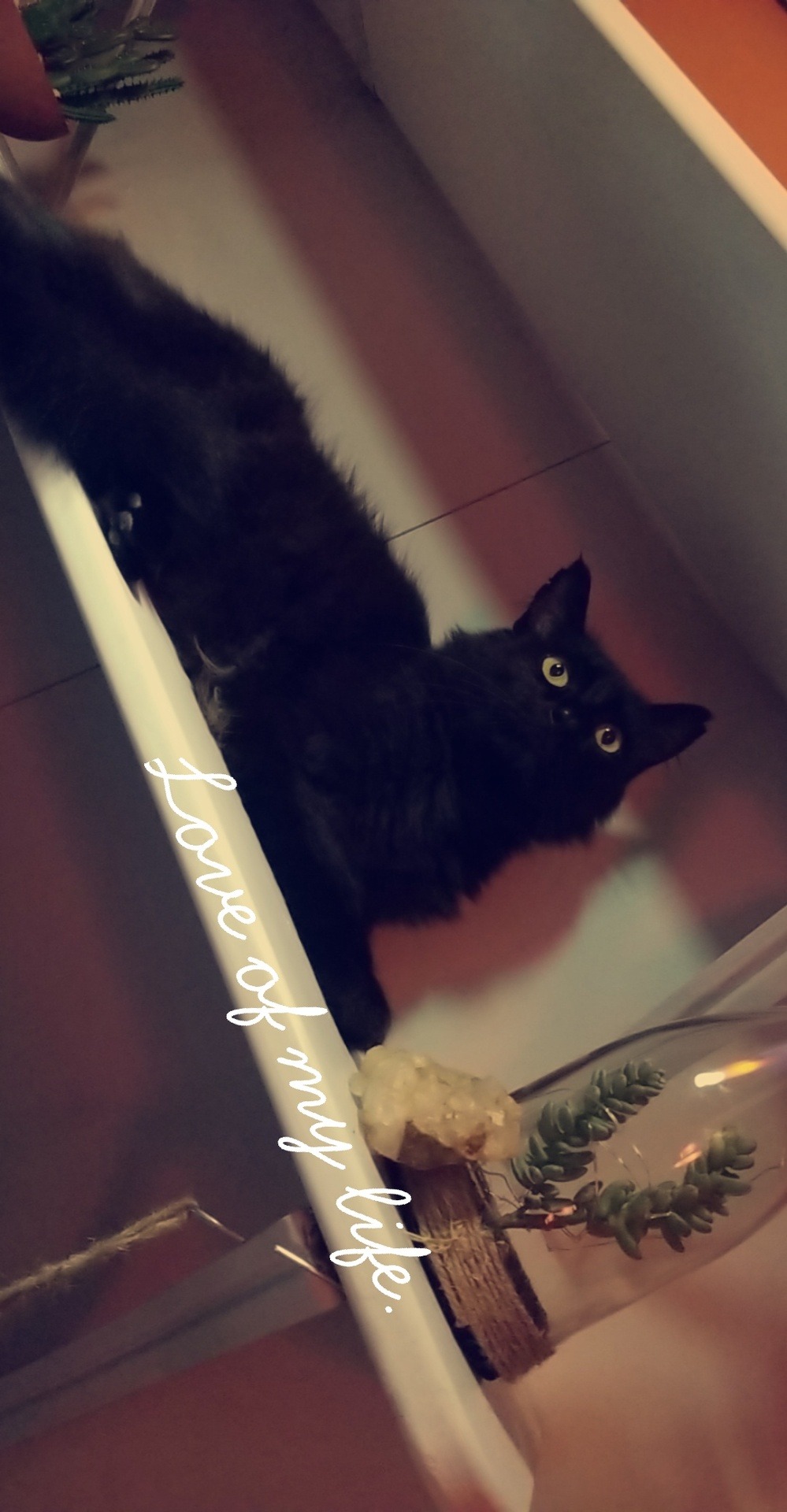 camouflagequeen: queenbeex0:  hellovagirl:  clara-umbra:   haveuseenmyhalo:  hellovagirl: