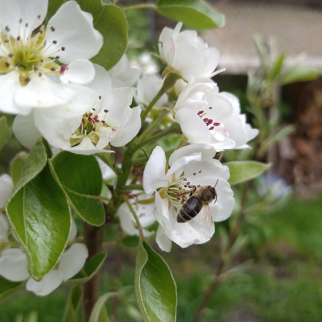 Der kleine Birnbaum blüht das erste Mal. #blossoms #🍐 (hier: Pillnitz, Sachsen, Germany)
https://www.instagram.com/p/COR897kBKmU/?igshid=1tn45e3rs173k
