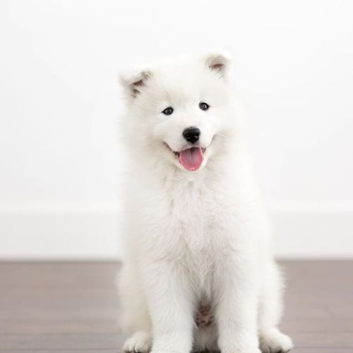 milkeu - castiel the samoyed