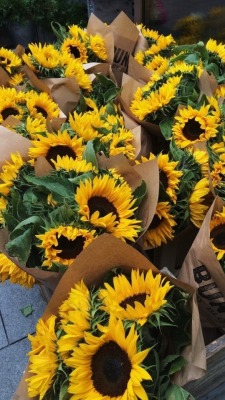minelockscreen: Sunflowers lockscreens 🌻