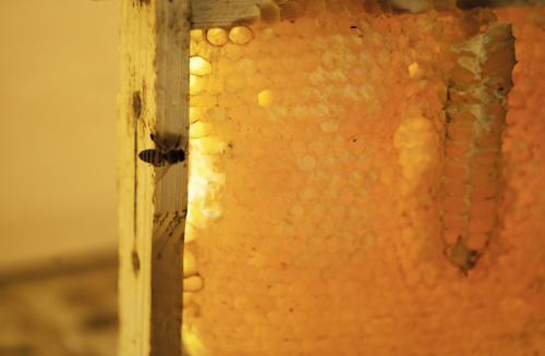 This Was The First Time I Tried The Honey From The Hive, Having Smelt It On And Off For The Past Two