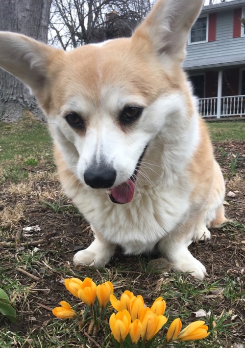 scampthecorgi:Scamp is pretty excited about the crocuses popping up!Does squamp know what crocuses a