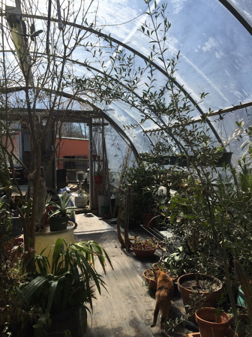 Greenhouse explorations 