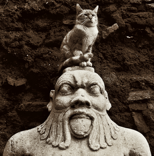 signorformica: Roman stray cat on one of the two statues of Bes —Egyptian deity present in the Nile 