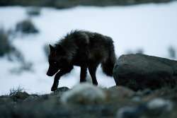 somewhere-after-the-infinite:  Grey Wolf