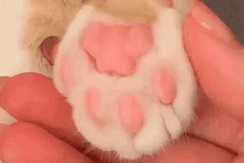 💕𝙺𝚒𝚝𝚝𝚢 𝚌𝚊𝚝 𝚜𝚝𝚒𝚖𝚋𝚘𝚊𝚛𝚍 (๑✪ω✪๑)♡