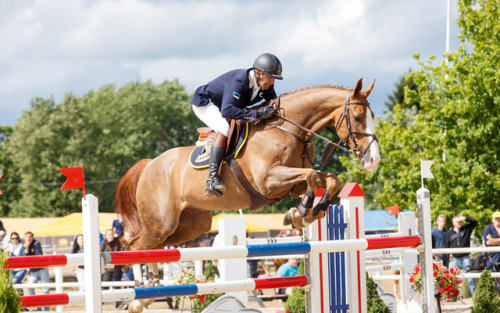 all-the-horses: A BrokBalebeh x OlensaDutch Warmblood, GeldingBorn 2005