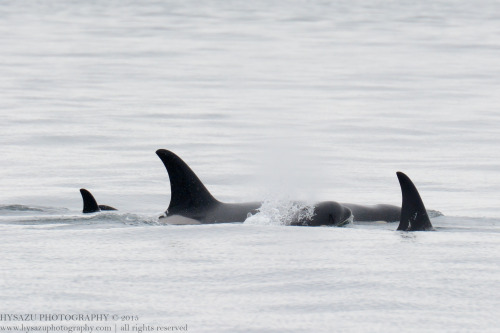 dreams-of-whales: J-pod - May 23, 2015Part: 1 | 2 | 3 | 4J2 | J14J16 | J17J19 | J22J26 | J27
