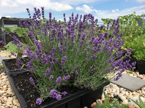 Lavender. Bees love it. We love it. Who doesn’t love it?