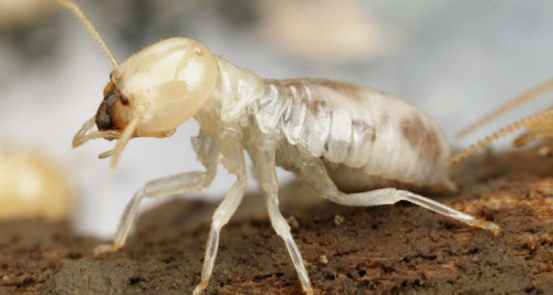 typhlonectes:Termites are just cockroaches with a fancy social lifeReordering demotes one infamous i