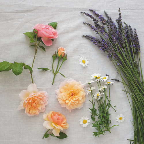 theblogofwildfellhall