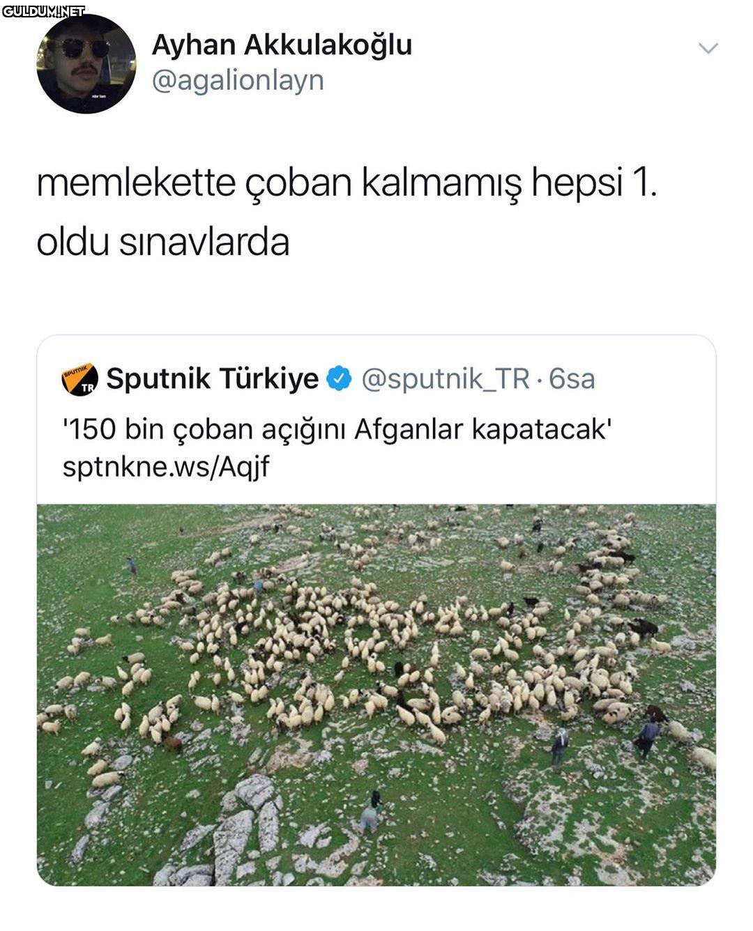 İthal Çoban.. Ayhan...