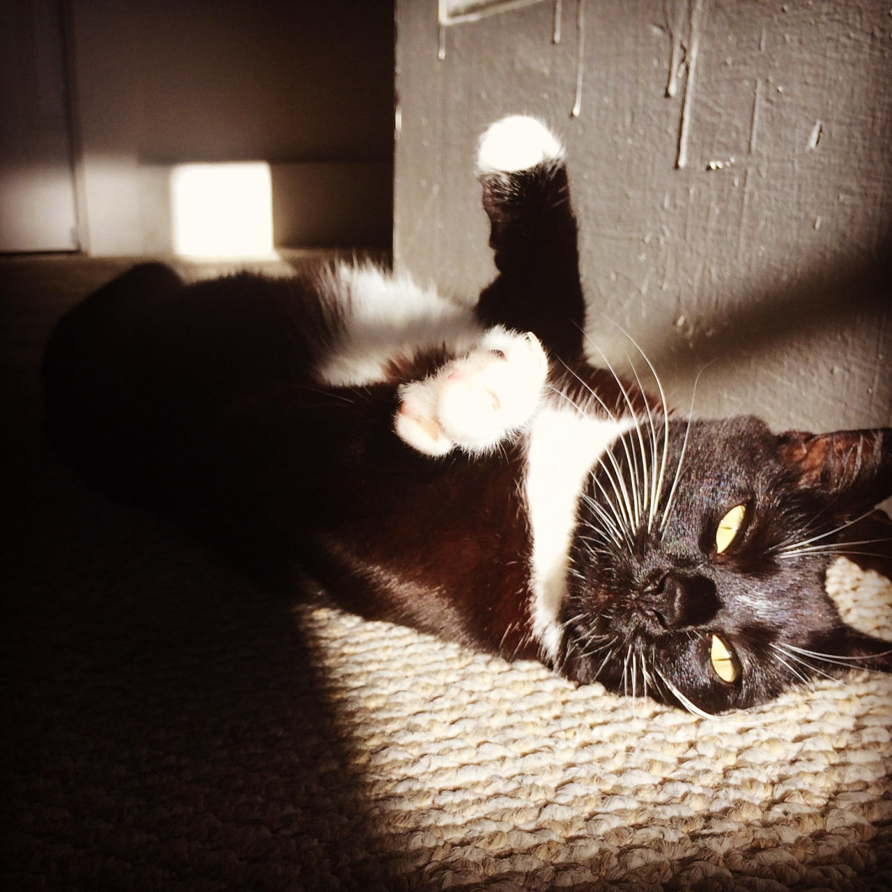 A cat and her sunbeam.