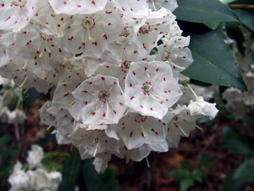 frolicingintheforest: Mountain Laurel in bloom! 