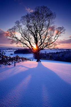 tulipnight:  Something So Paradoxical by jasontheaker on Flickr. 