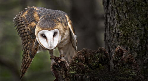 featheroftheowl: Barn Owl by Gary Walker