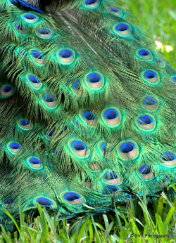 paintbypixels:  Peacock