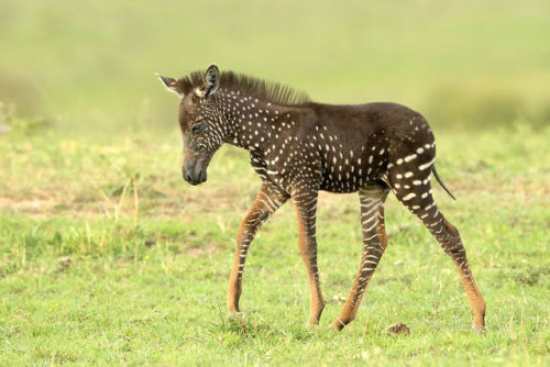 Rare polka-dotted zebra foal photographed in Kenya