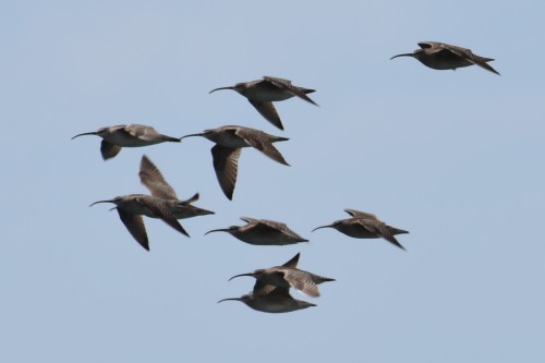 Some better whimbrel views today!