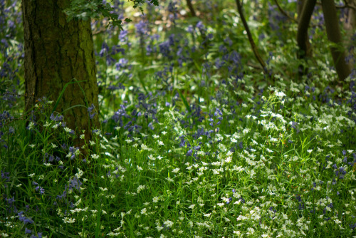 christinemlewis:Wild garden