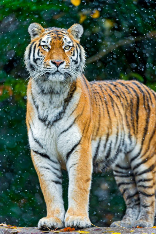 ilaurens:  Elena proud under the falling snow - By: (Tambako the Jaguar) 