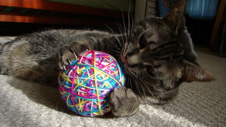 Your once-a-month cat photo, Lord Sunny.thank you for the cat photo, sir! &lt;3