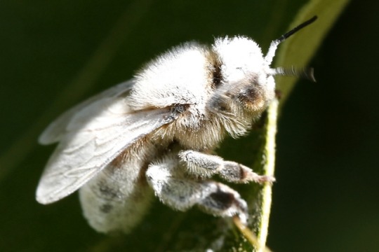    Dad keeps sharing random facts about bees   