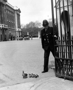 Douglas Miller - A policeman at Buckingham Palace holds the gate open so that a duck and her ducklings, from nearby St James&rsquo;s Park, can leave the palace forecourt, 4th May 1964.