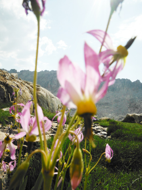 Alpine Shooting Star, Dodoecatheon alpinium. Pinnacles Lakes Basin, John Muir Wilderness, Sierra Nev