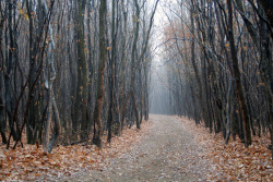 sixpenceee:       Hoia-Baciu Forest, Transylvania,
