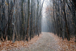 sixpenceee:       Hoia-Baciu Forest, Transylvania, Romania     The Hoia-Baciu forest, also known as the Bermuda Triangle of Transylvania has become famous since 1968 when biologist Alexandru Sift captured a photo of a disc-shaped UFO flying above it.