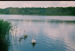 t0rpe:  Swans (by Eimantas Pliūra) 