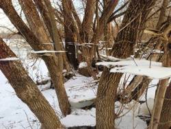 earthstory:  This peculiar image shows the aftermath of a flood near Bishop’s University in Lennoxville, Sherbrooke, Quebec, Canada. Thin ice sheets, covered in snow, can be seen half way up the tree trunks; a result of the floodwater freezing and then