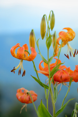 Mydarkangel2Pls:  Hueandeyephotography:  Turk’s Cap Lily, Great Smoky Mountains