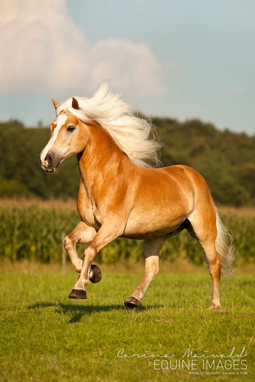 equine-images:  Lovely Haflinger Sir Henry | www.fotografie-maiwald.com