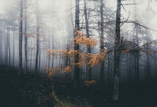 90377: Last needles on the larch trees by James Lauridsen