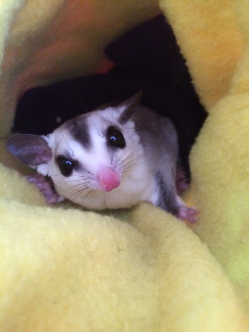 finallyjenna:  suggiesmama:  MoMo got neutered this morning. he is doing so well and I’m so happy for him. I’m glad we got him in earlier than we originally planned, but even happier that he doesn’t seem to be in lots of pain or really freaked out.
