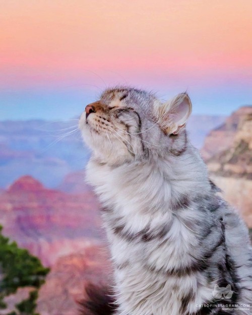 catsofinstagram:  From @sterlingsilvercat: “Mmm… cotton candy? 🤤 🍬 🌅⁣ Grand Canyon’s sunsets are so magical! Have you ever been to any national parks? ✨🧡” #catsofinstagram [source: https://instagr.am/p/CIHjVauIICo/ ]