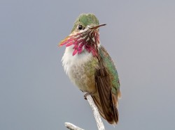 cypherdecypher:Animal of the Day!Calliope Hummingbird (Selasphorus calliope)(Photo by Blair Dudeck)Conservation Status- Least ConcernHabitat- United States; CanadaSize (Weight/Length)- 7.6 cmDiet- Nectar; InsectsCool Facts- Being the second smallest bird