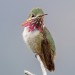 cypherdecypher:Animal of the Day!Calliope Hummingbird (Selasphorus calliope)(Photo by Blair Dudeck)Conservation Status- Least ConcernHabitat- United States; CanadaSize (Weight/Length)- 7.6 cmDiet- Nectar; InsectsCool Facts- Being the second smallest bird