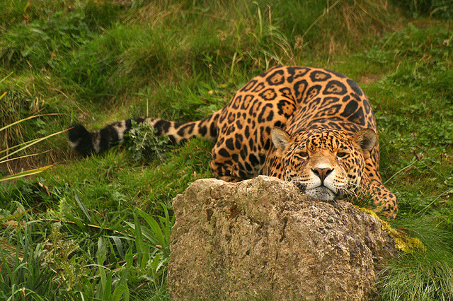 ilovewoodworking:  jackalphotography:  One Chilled Out Cat. (Jaguar) on Flickr. My