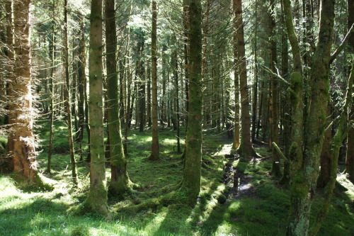 vickylikescats:Gotta love Scotland! Some photos from when I walked the West Highland way Last year! 