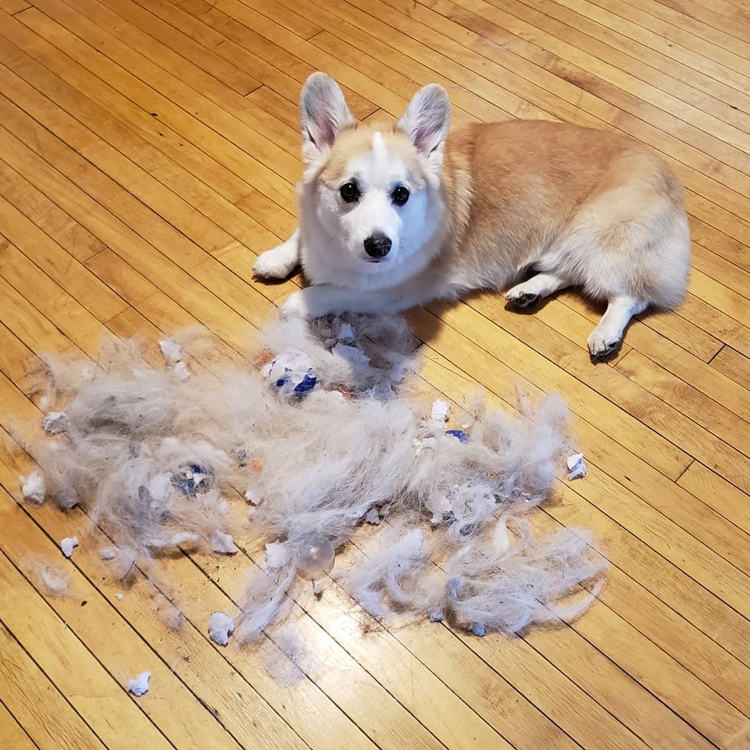 do corgi puppies shed