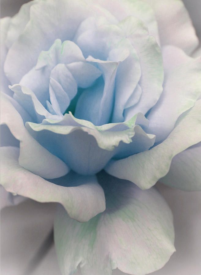 flowersgardenlove:  Baby Blue Love Beautiful gorgeous pretty flowers 